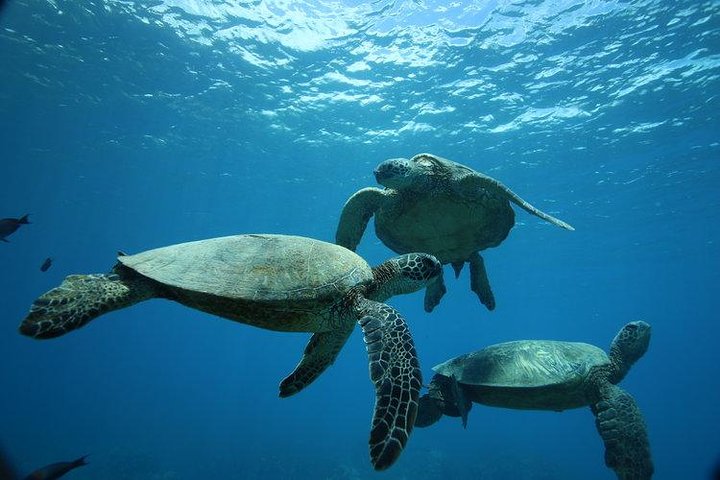 Waikiki: Turtle Canyon Morning Snorkel & Sail from Beach | Oahu - photo