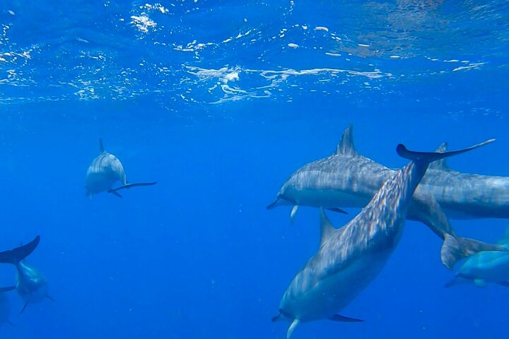 Shark swimming in deep blue ocean water