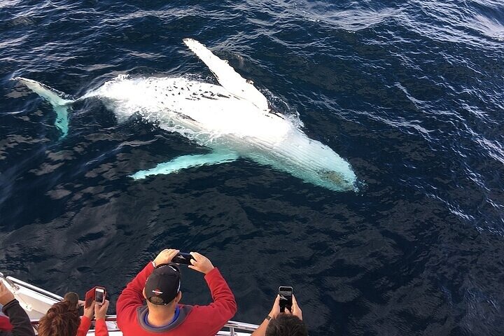 Humpback whale surfacing beside boat