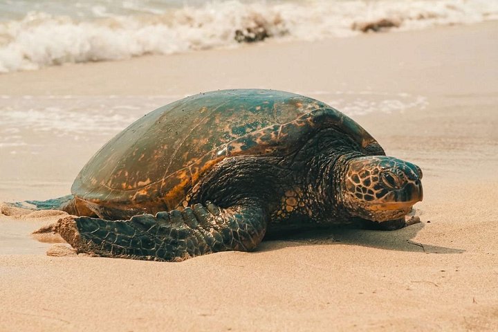 Sea turtle resting on a sandy beach
