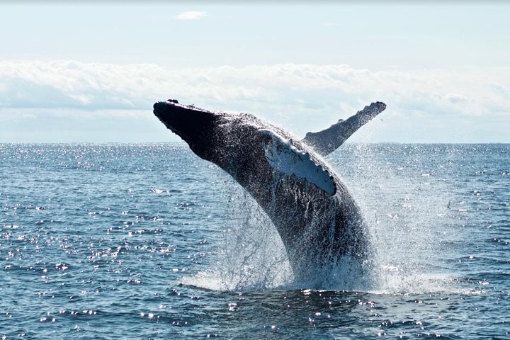 Humpback whale breaching the ocean surface
