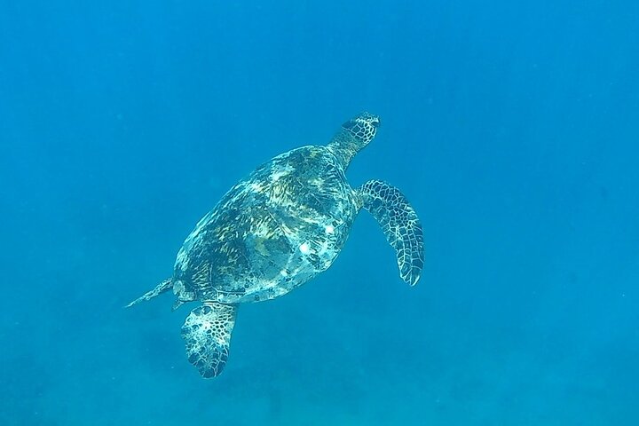 Sea turtle swimming in clear blue water